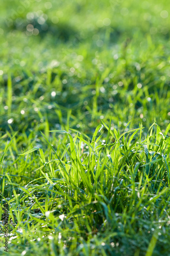 Green grass in the sunshine