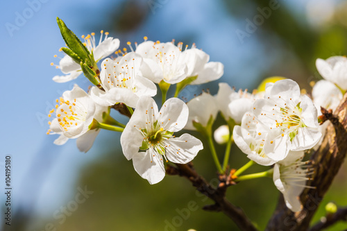 Fotografie White Wild Himalayan cherry flowers