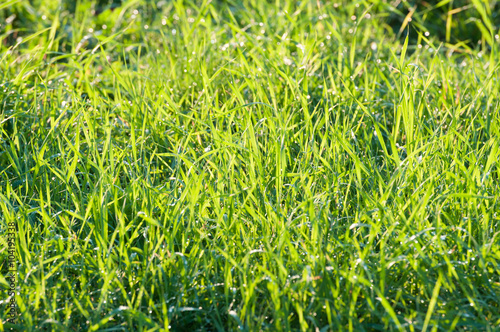 Green grass in the sunshine