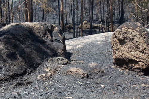 Wallpaper Mural forest fire Torontodigital.ca
