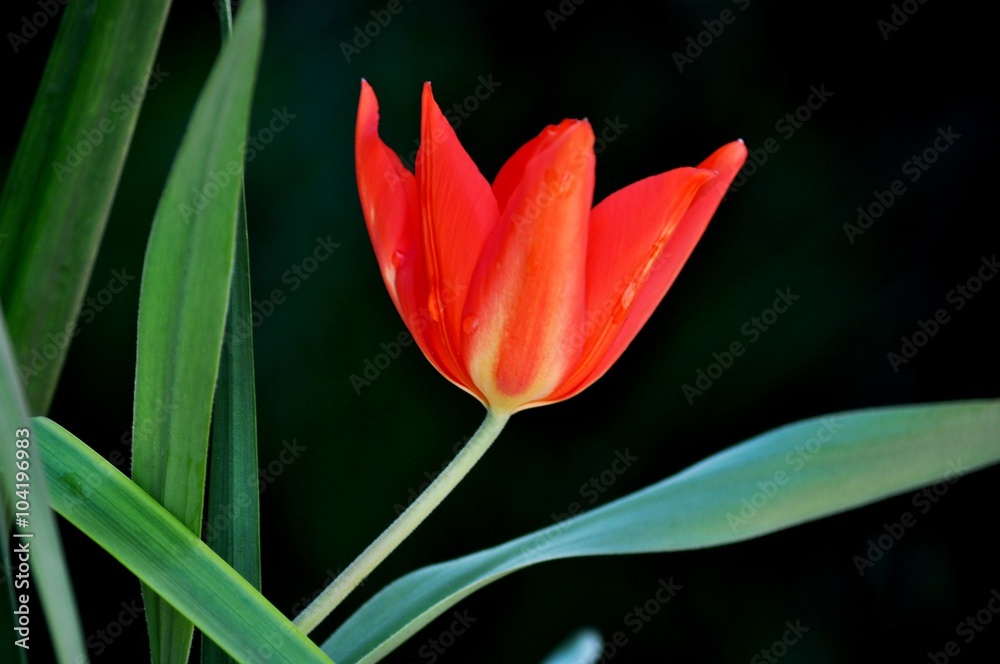 Fototapeta premium elegant red tulip