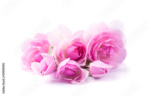 Fototapeta Naklejka Na Ścianę i Meble -  Pink rose flowers isolated on white background