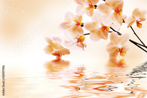 Beautiful white orchid