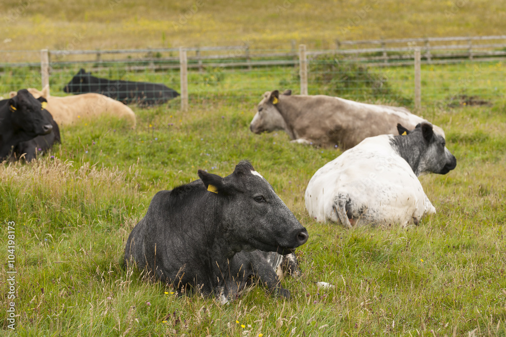 Cows lying down
