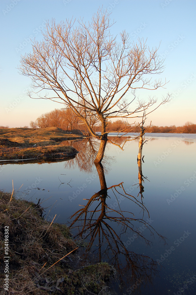 Весна отражение дерева в воде озера
