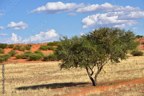 Kalahari desert, Namibia