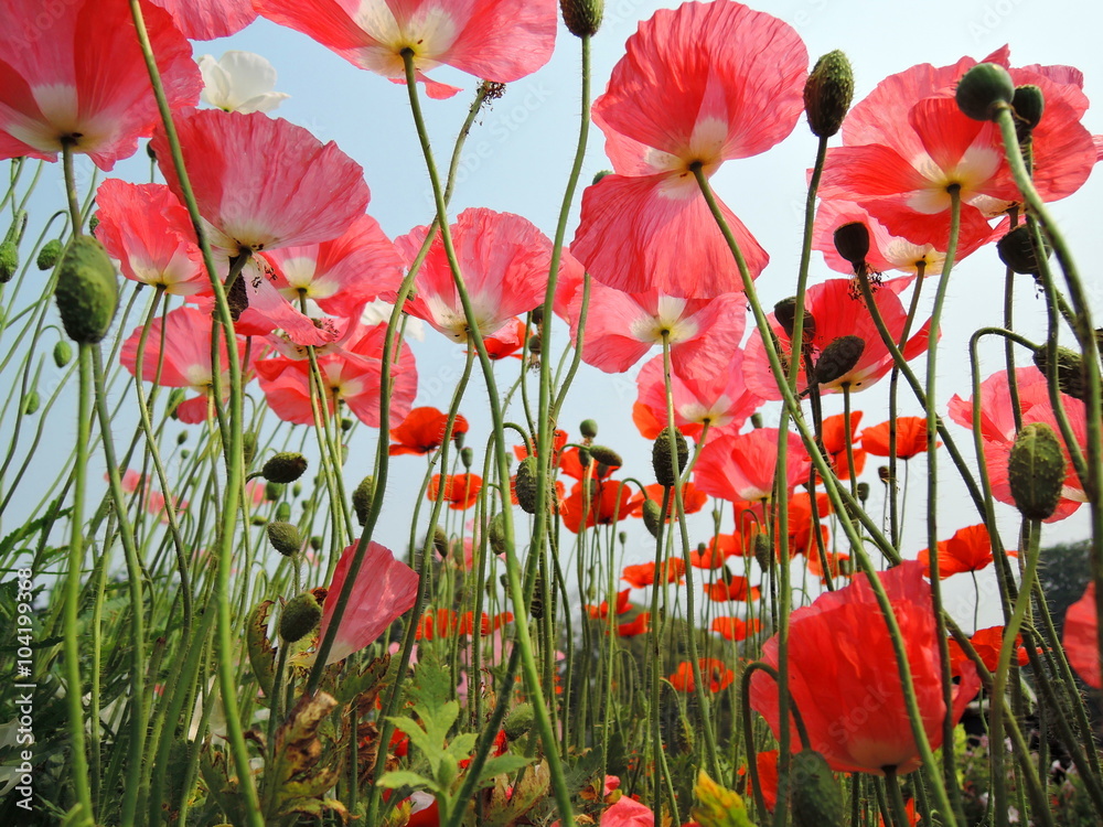 Obraz premium A view of red poppy flowers from below