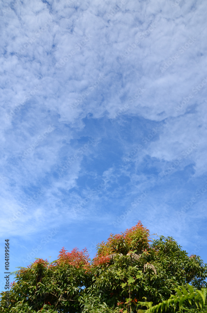 blue sky and tree