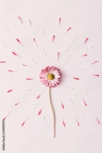 Fototapeta Naklejka Na Ścianę i Meble -  Booming daisy flower.