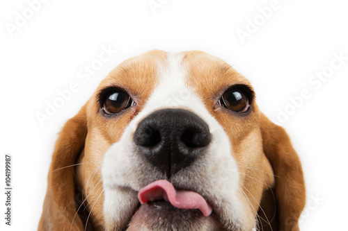 Canvas Print Beagle puppy