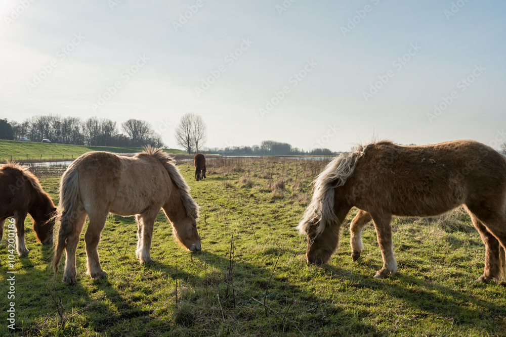 Obraz premium Icelandic horses grazing in a Dutch nature reserve