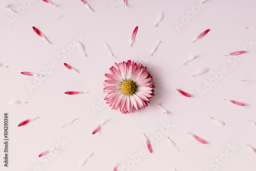 Fototapeta Naklejka Na Ścianę i Meble -  Booming daisy flower.