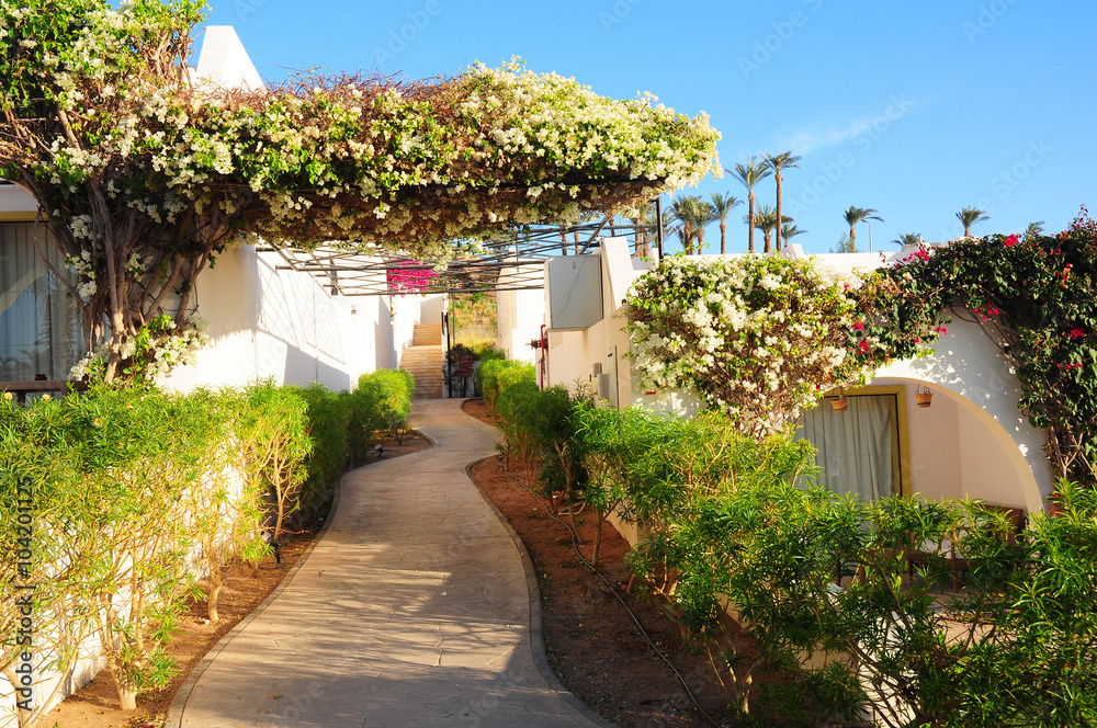 Fototapeta premium Beautiful flowers, bush and footway in tropical garden on Red sea coast
