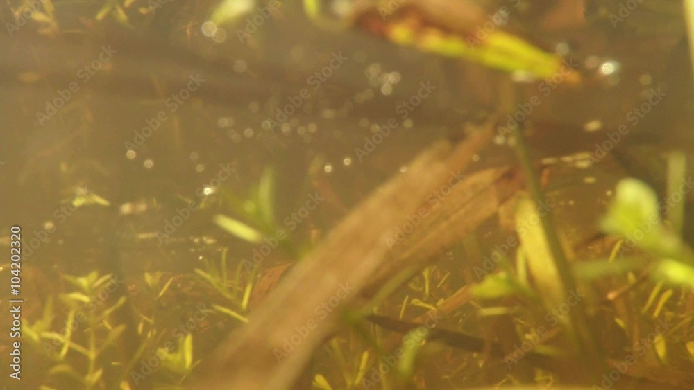 Plankton Floats in Shallow Near Surface of the Water Plankton Floats in Shallow Near Surface of the Water