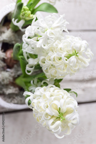 white hyacinth on a wooden background