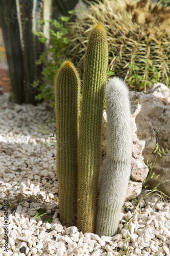 Cactus family, Little furry cactus