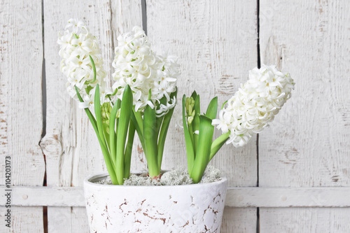 white hyacinth on a wooden background photo