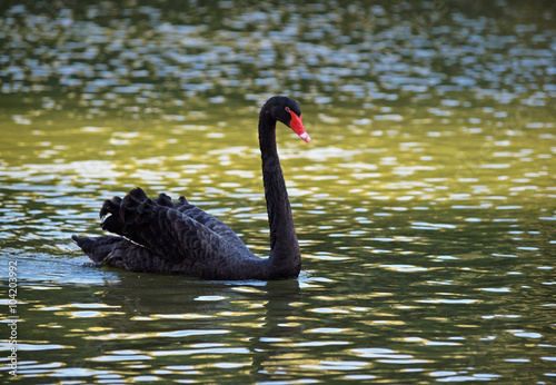 Beautiful black swan swims on a lake