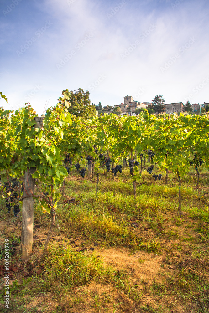 Shrubs grapes before harvest. Chianti, Tuscany, Italy