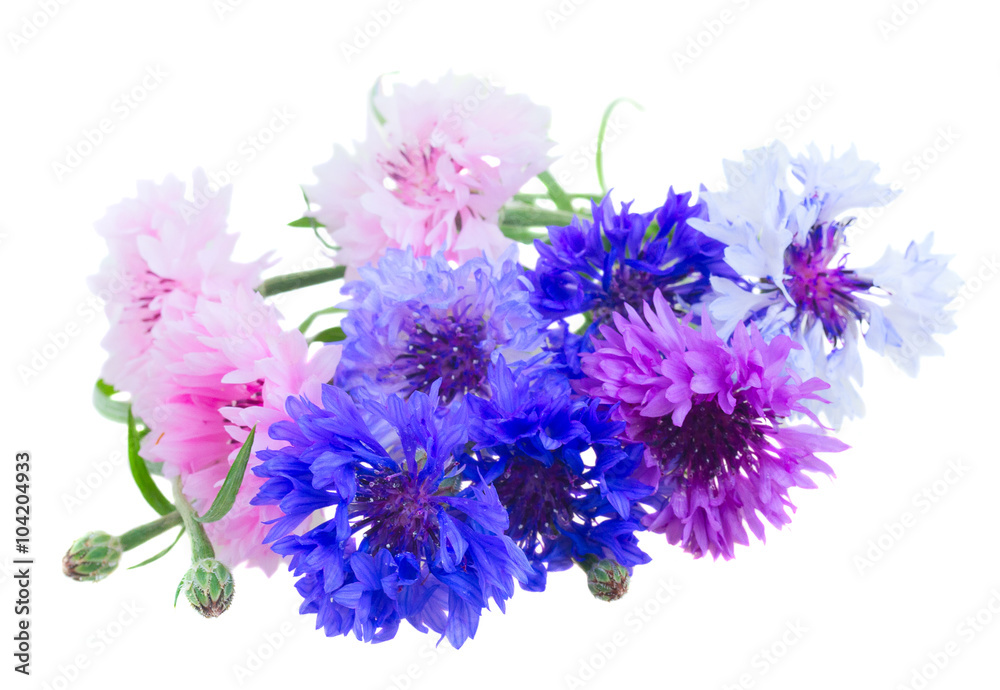 Fototapeta premium cornflowers on white