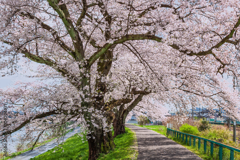 Cherry blossoms at The Hitome Senbon Sakura view along the Shiro Cherry blossoms at The Hitome Senbon Sakura view along the Shiro