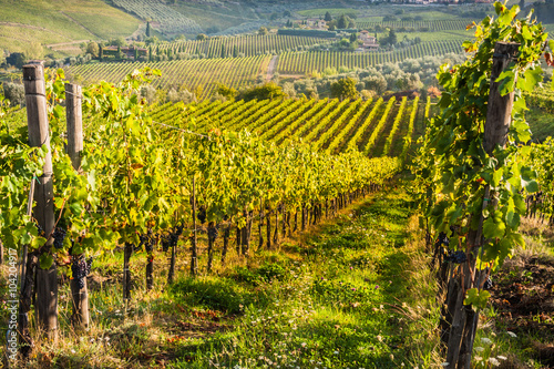 Shrubs grapes before harvest. Chianti, Tuscany, Italy