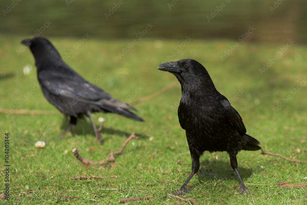 Obraz premium Carrion Crow