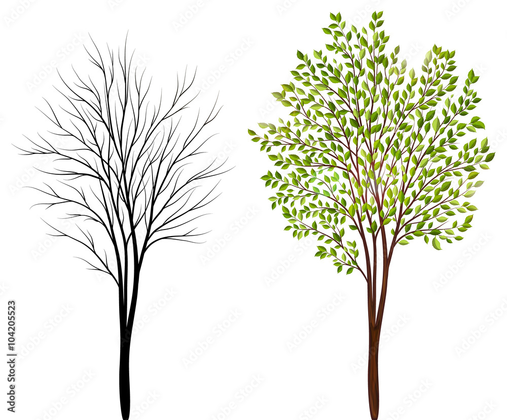 Obraz premium Trees on white background