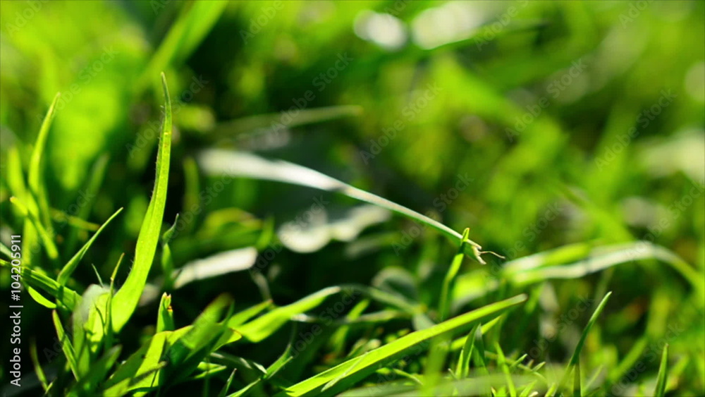 Clover Flowers 05 Dolly R Green Grass Clover Flowers 05 Dolly R Green Grass