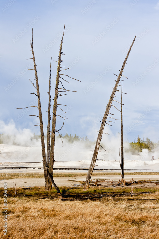 Dead Trees in Geothermal Landscape Dead Trees in Geothermal Landscape