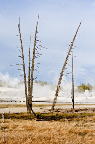 Dead Trees in Geothermal Landscape