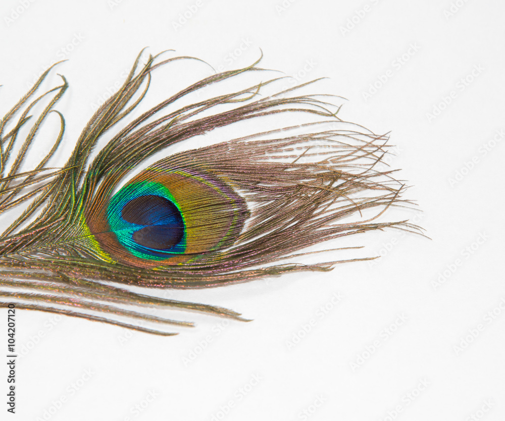 Obraz premium peafowl feather