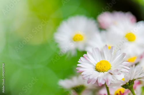 Beautiful daisy flowers, close-up. Summer background