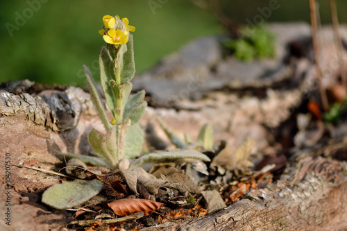 Great mullein (Verbascum thapsus). An attractive lemon yellow flower in the figwort family (Scrophulariaceae), showing stunted growth on a fallen tree trunk
 photo
