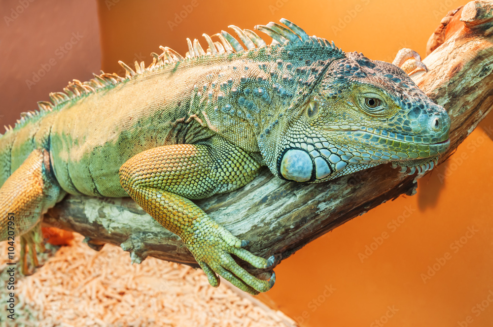 Fototapeta premium live green iguana