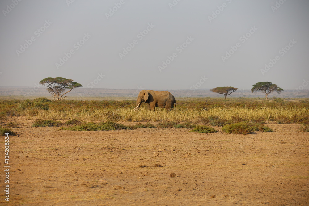 African elehant African elehant