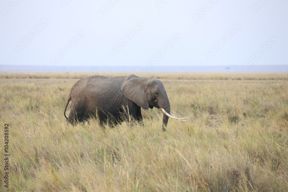 African elephants 