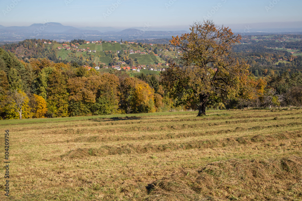 Fototapeta premium herbstlich verfärbter Laubbaum vor sanften Weinbergen