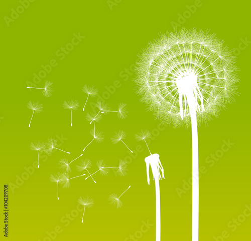 Abstract dandelion background vector illustration springtime