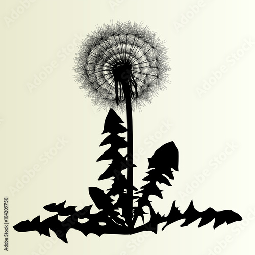 Abstract dandelion background vector illustration springtime