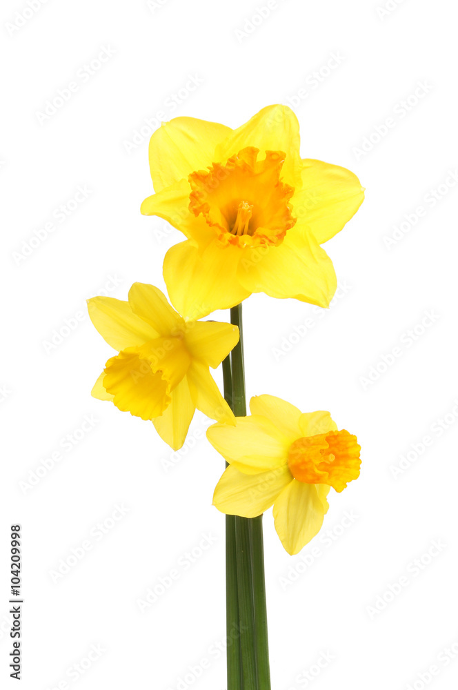 Three daffodil flowers Three daffodil flowers