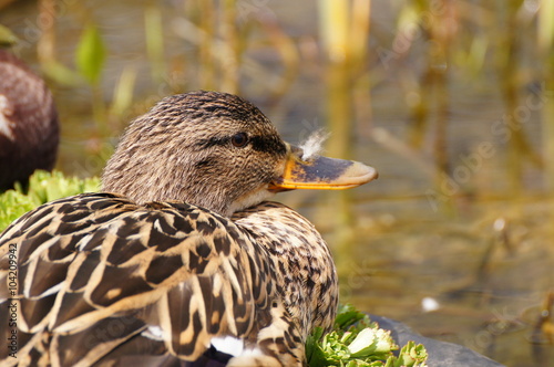 Wildente