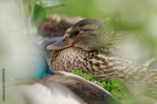 Wildente
