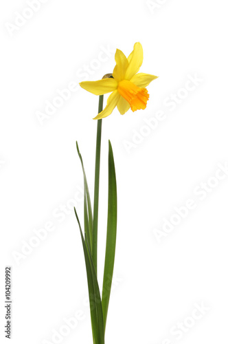 Single Daffodil flower