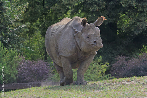 Indian rhinoceros walking in the Warsaw Zoo