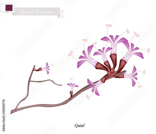 Qataf Flower, The National Flower of Qatar