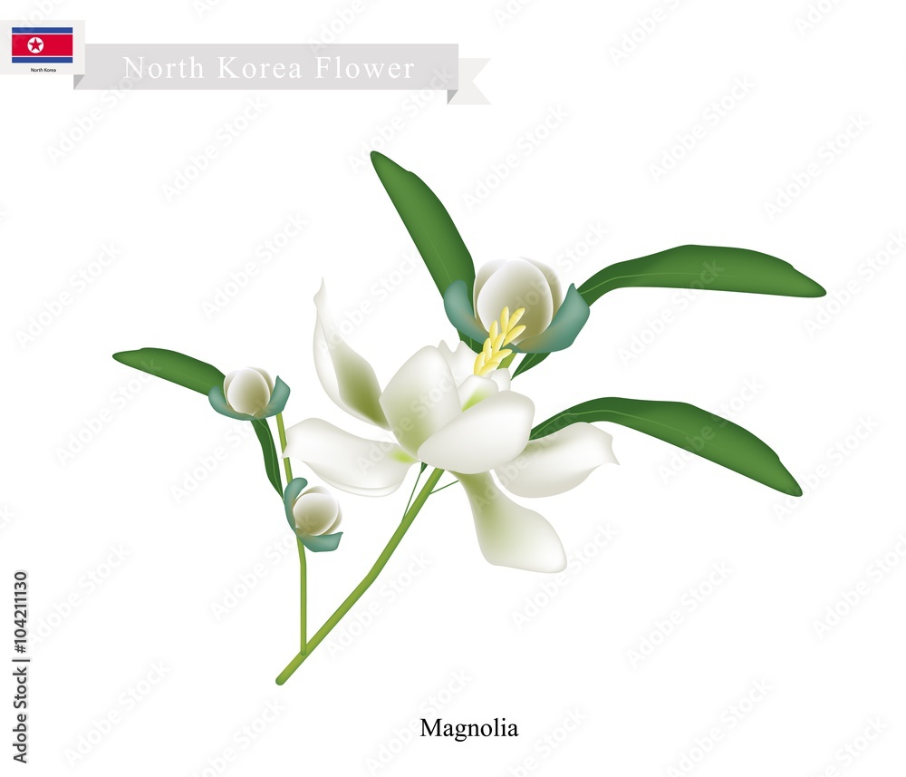 Siebold's Magnolia The National Flower of North Korea Stock Vector