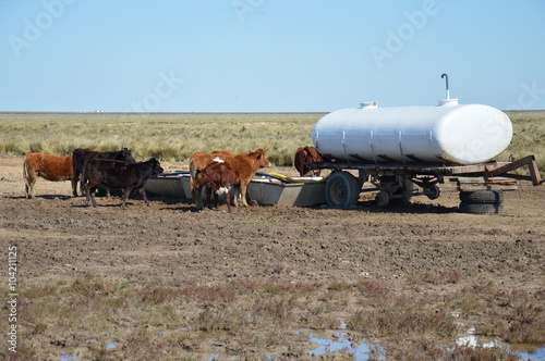 vacas 