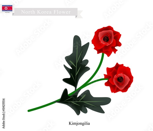 Tuberous Begonia Flower or Kimjongilia Flower of North Korea