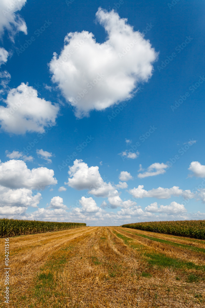 Blue cloudy sky over the stubble